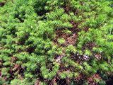 Picea glauca. Веточки (культивар 'Conica'). Финляндия, окр. г. Коувола, лесопарк \"Арборетум Мустила\". 8 июня 2013 г.
