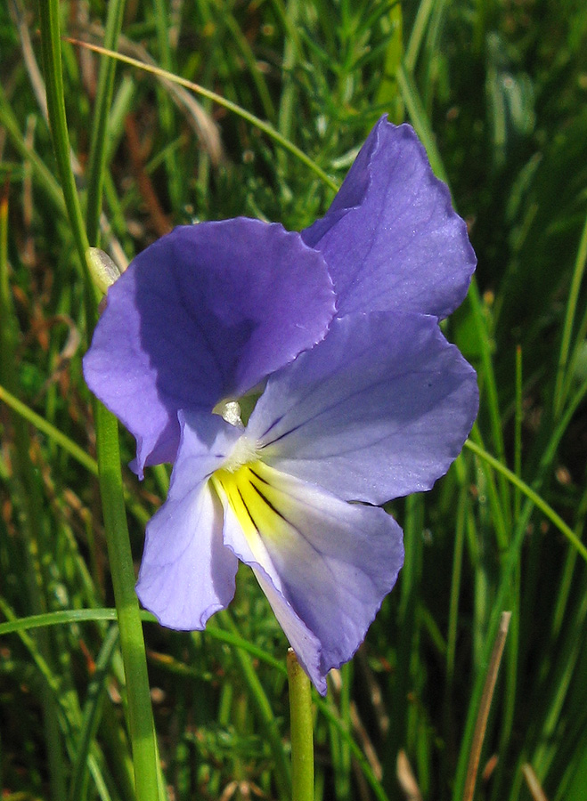 Image of Viola oreades specimen.