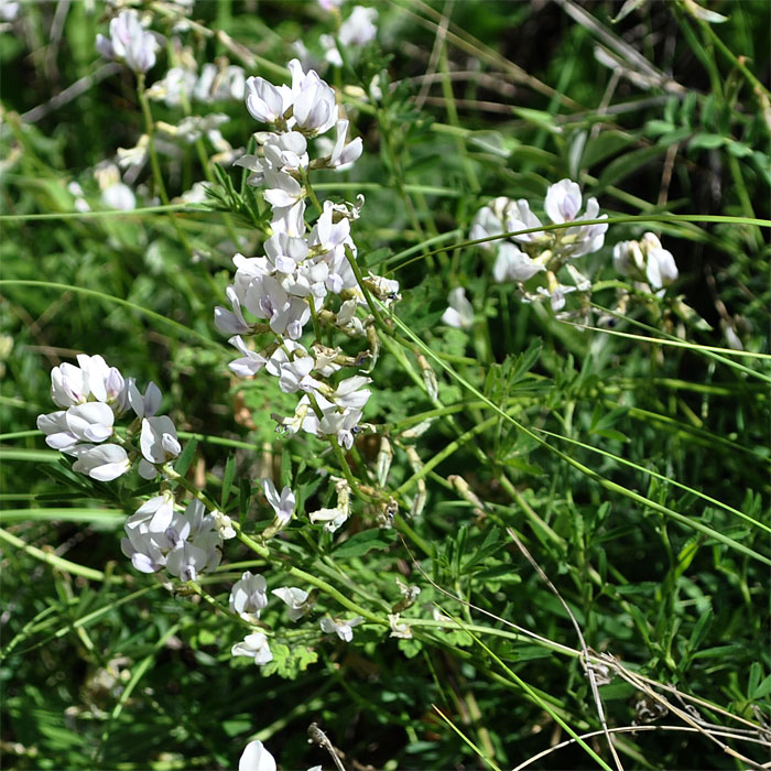 Изображение особи Oxytropis dasypoda.