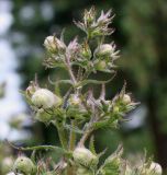 Penstemon attenuatus. Верхняя часть соцветия с бутонами. Германия, г. Krefeld, Ботанический сад. 10.06.2013.