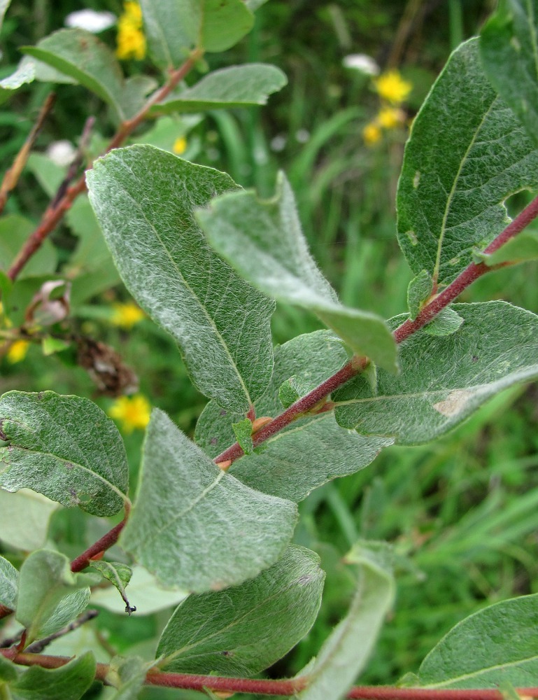 Image of genus Salix specimen.