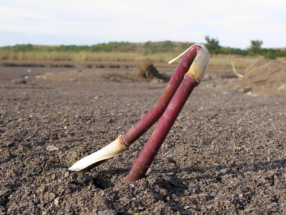 Image of Phragmites australis specimen.