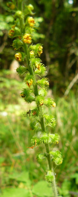 Image of Agrimonia eupatoria ssp. grandis specimen.