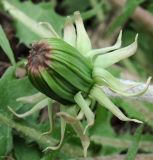 Taraxacum officinale. Нераспустившееся соцветие. Окр. Архангельска, свалка древесных отходов. 25.05.2013.