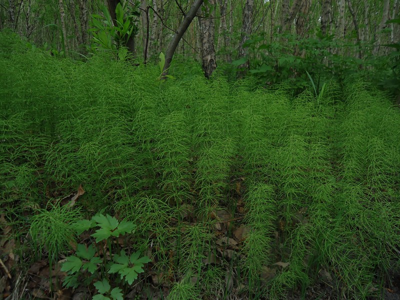 Изображение особи Equisetum pratense.