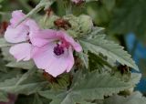 Althaea taurinensis. Цветки. Германия, г. Krefeld, Ботанический сад. 20.08.2013.