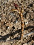 Populus deltoides