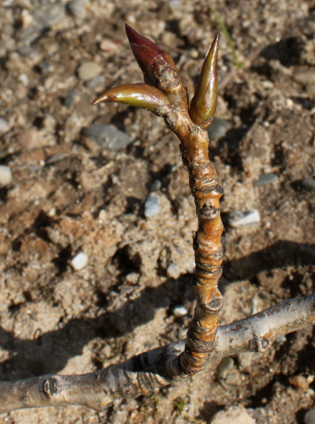 Изображение особи Populus deltoides.