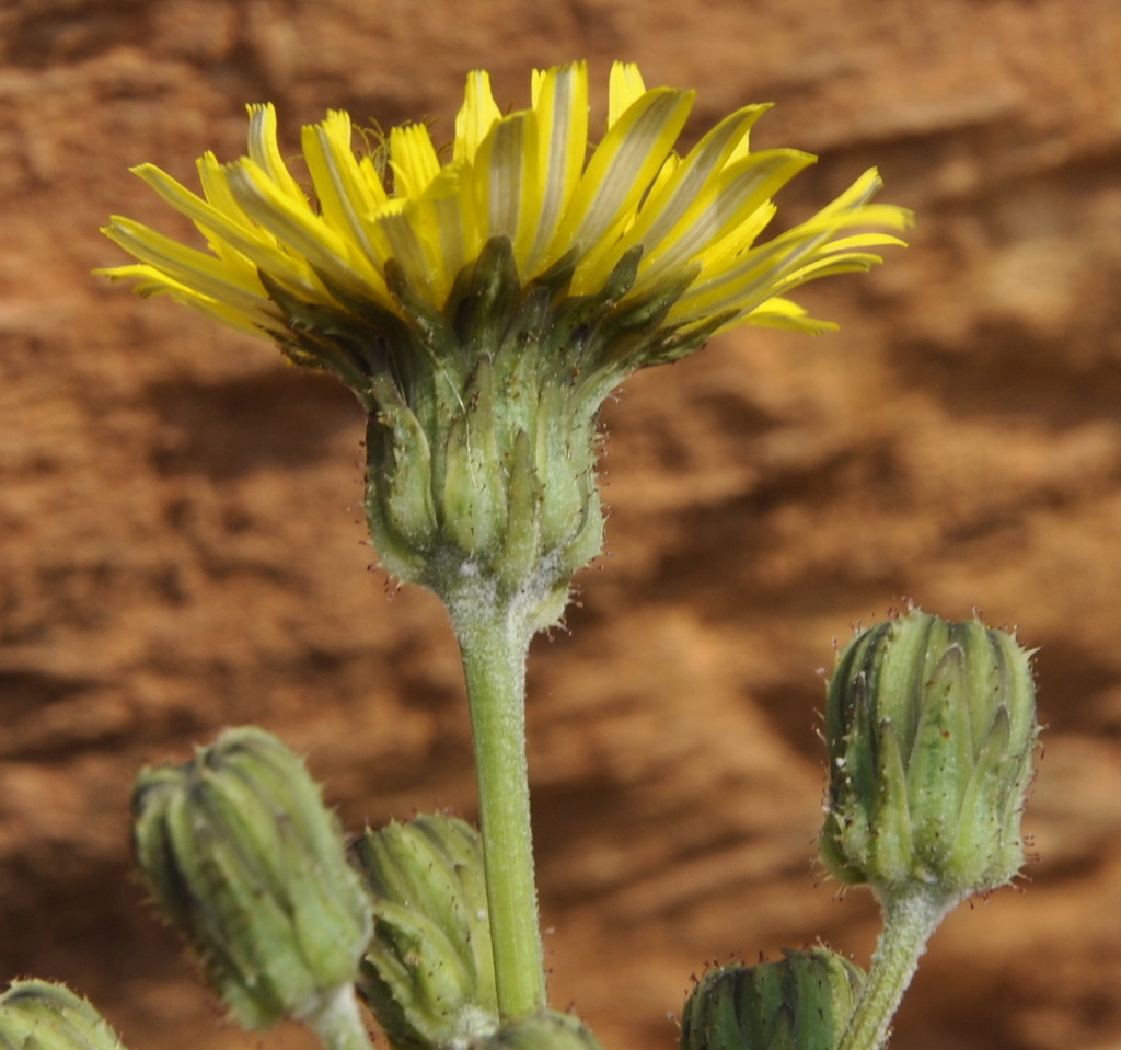 Image of Sonchus asper specimen.