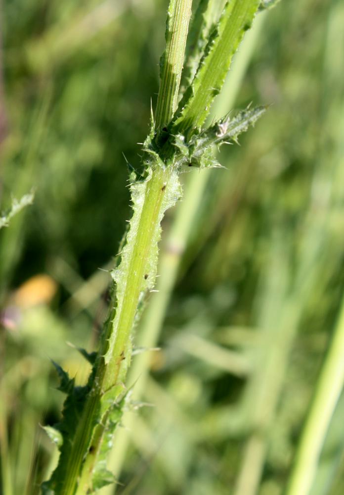 Изображение особи Carduus argentatus.