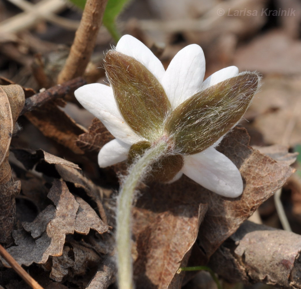 Image of Hepatica asiatica specimen.