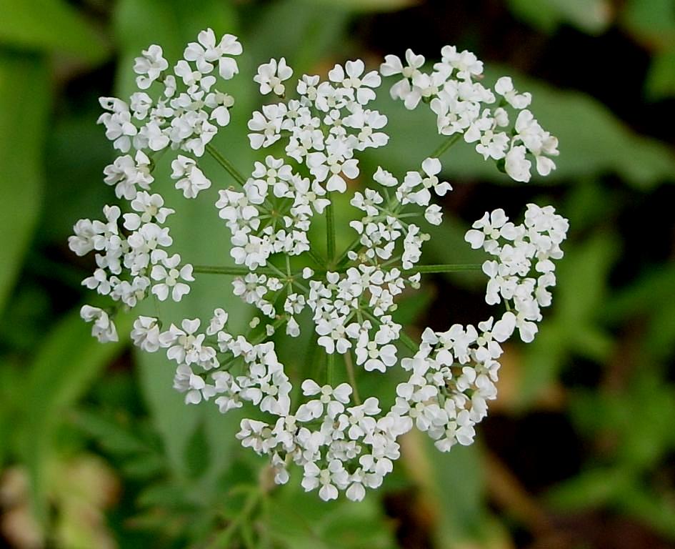 Image of Aegopodium alpestre specimen.