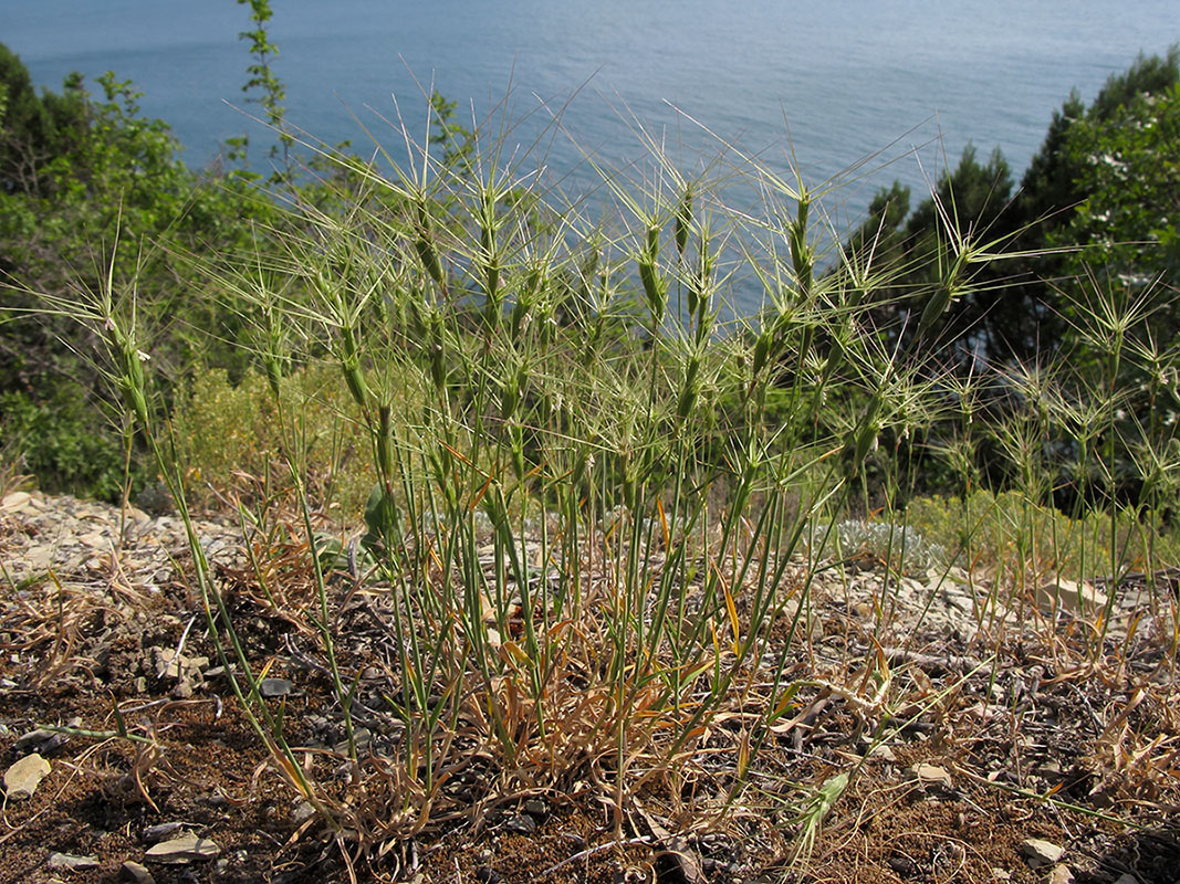 Image of Aegilops biuncialis specimen.