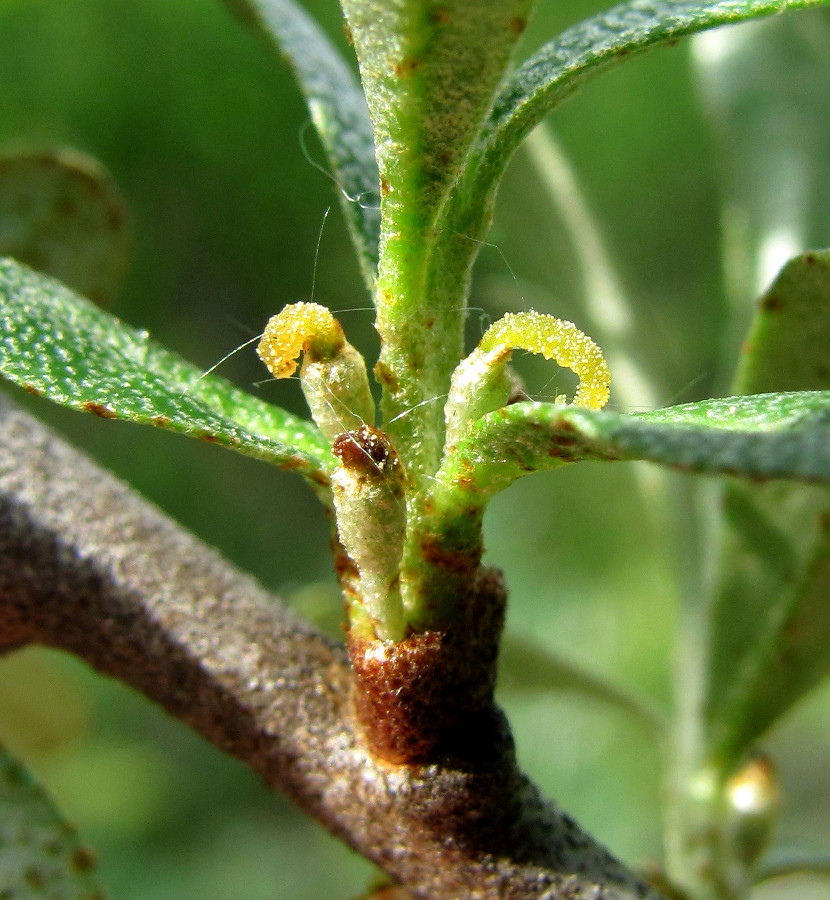 Изображение особи Hippophae rhamnoides.