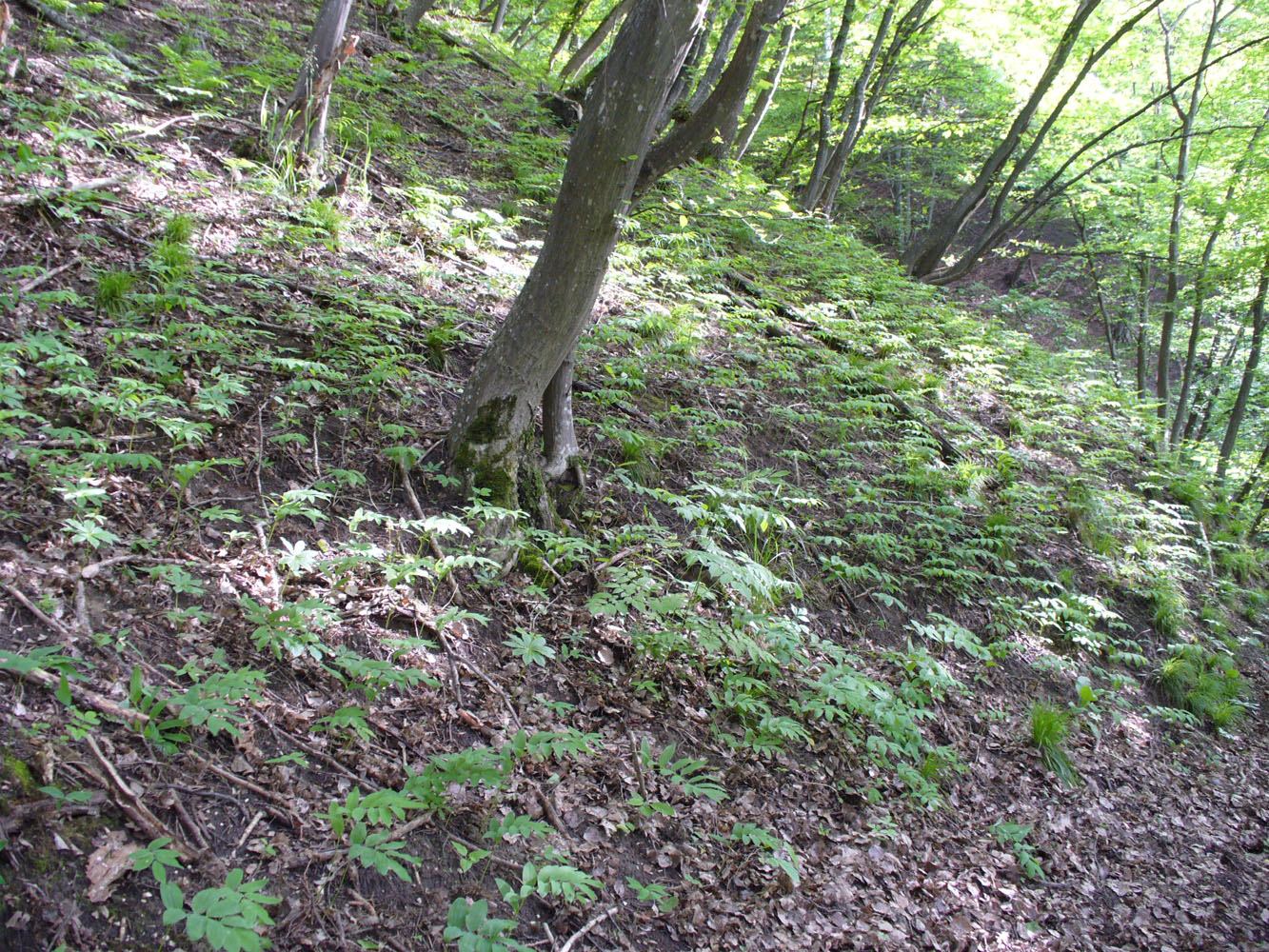 Image of genus Polygonatum specimen.