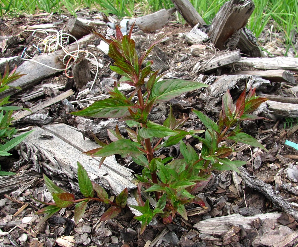 Изображение особи Epilobium adenocaulon.