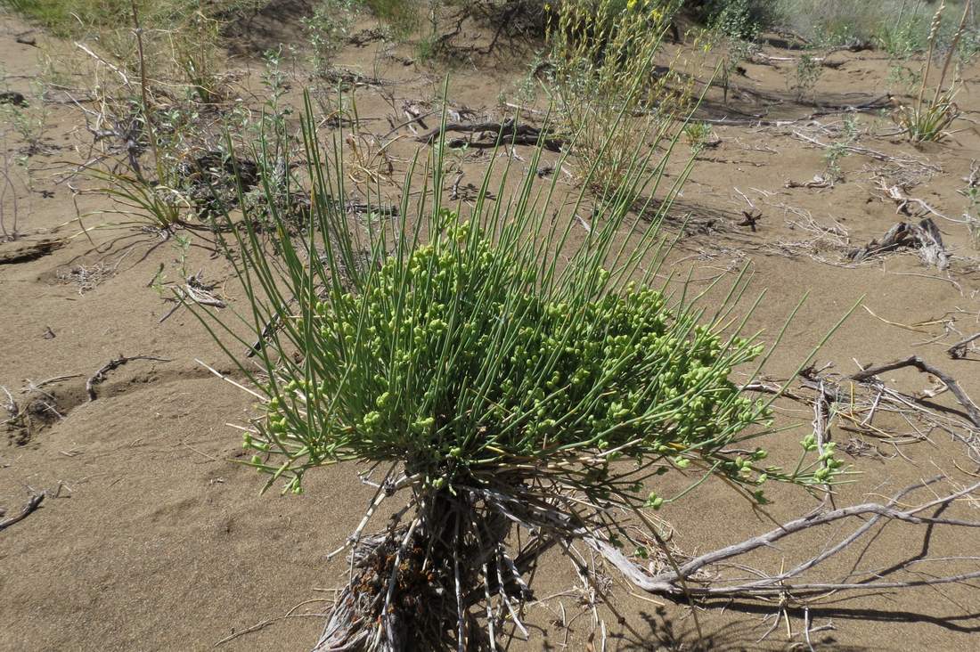 Image of Ephedra lomatolepis specimen.