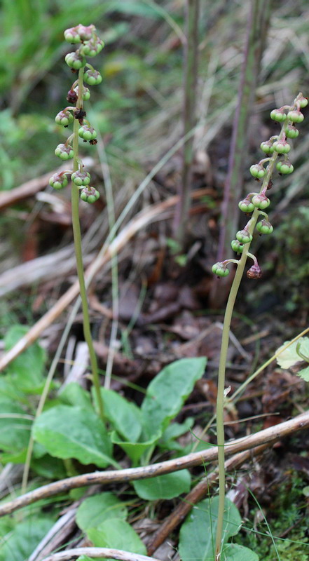 Image of Pyrola minor specimen.