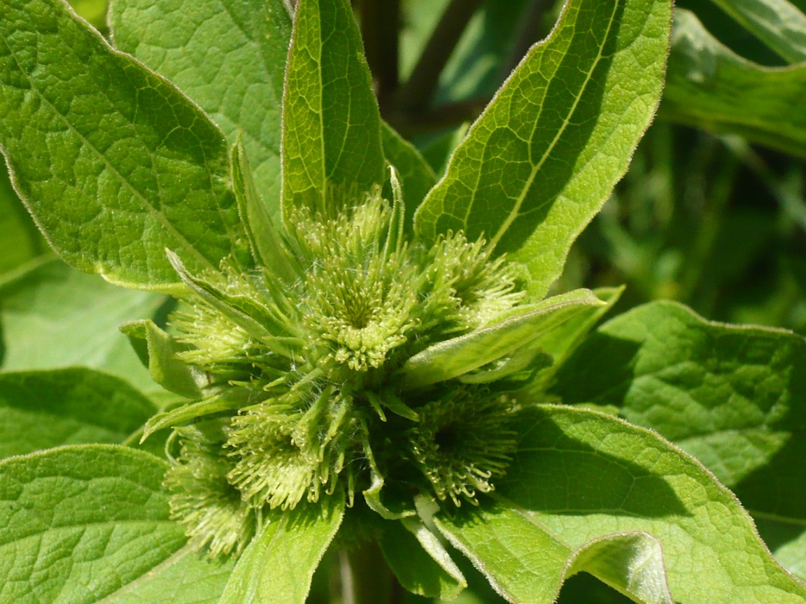 Image of Arctium minus specimen.