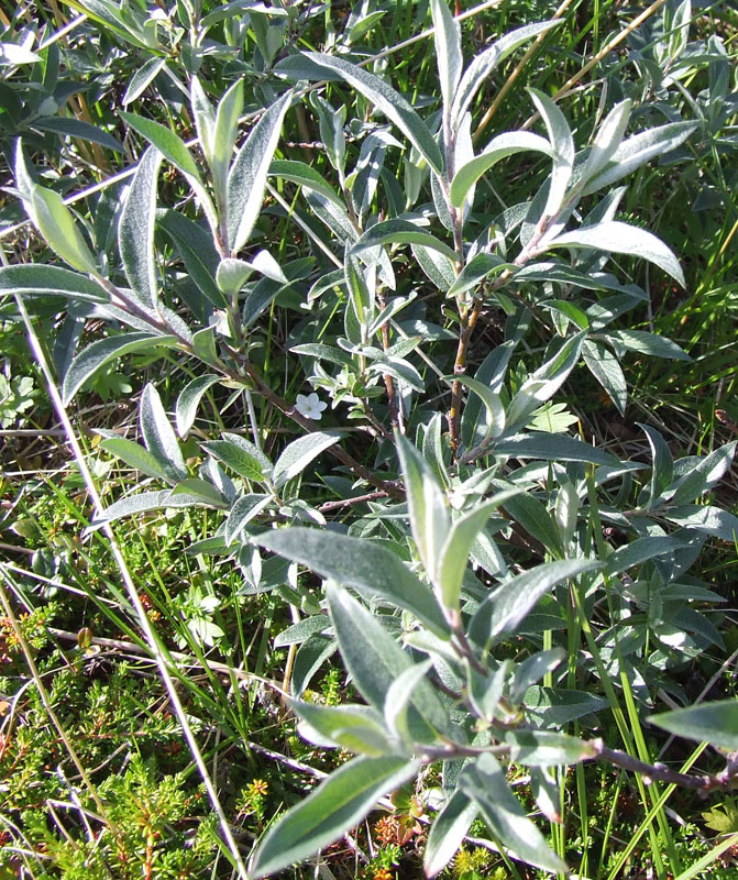 Image of Salix lapponum specimen.