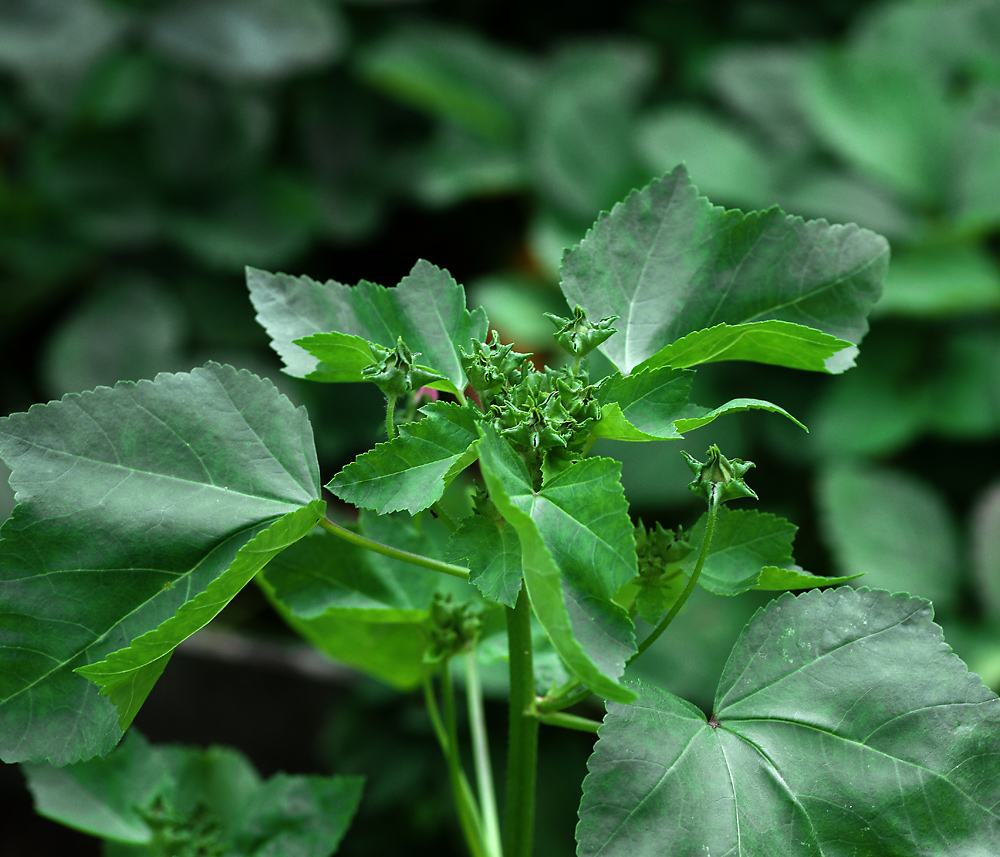 Image of Malva trimestris specimen.