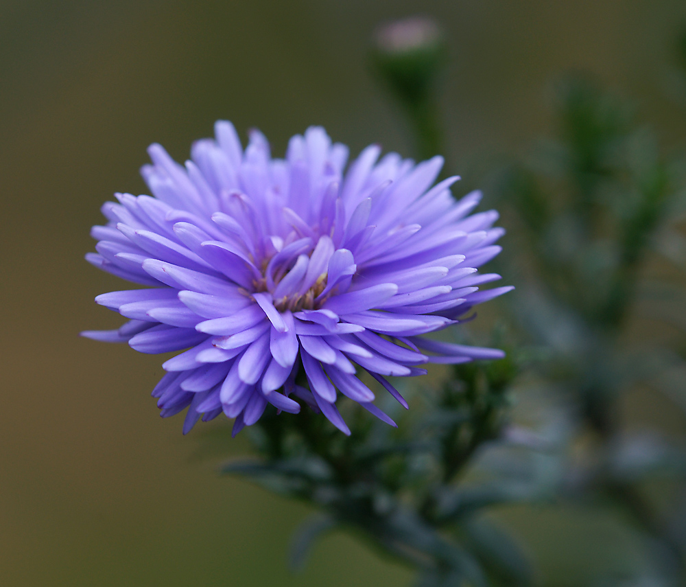 Image of Symphyotrichum &times; versicolor specimen.