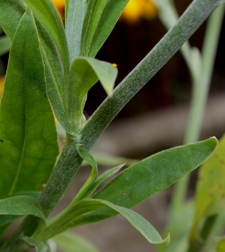 Image of Xerochrysum bracteatum specimen.