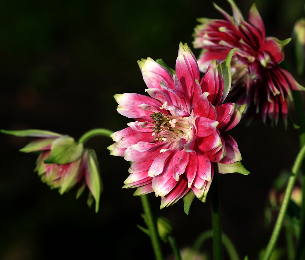 Изображение особи Aquilegia vulgaris var. stellata.