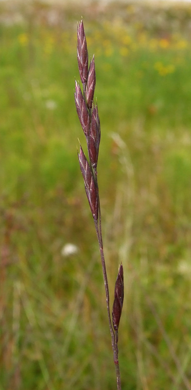 Изображение особи Festuca pratensis.