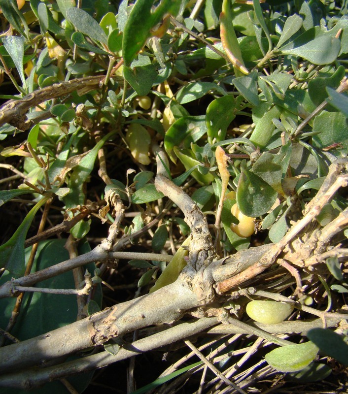 Image of Halimione verrucifera specimen.