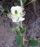 Capparis herbacea. Часть побега с цветком. Кыргызстан, Чуйская обл., лог между склонами восточнее с. Орто-Сай. 03.06.2015.