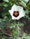 Hibiscus trionum