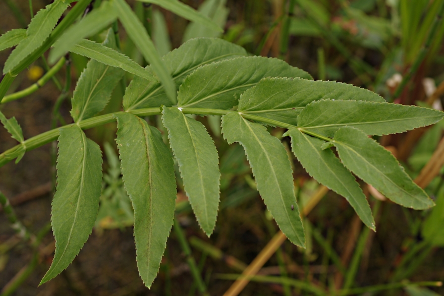 Image of Sium latifolium specimen.