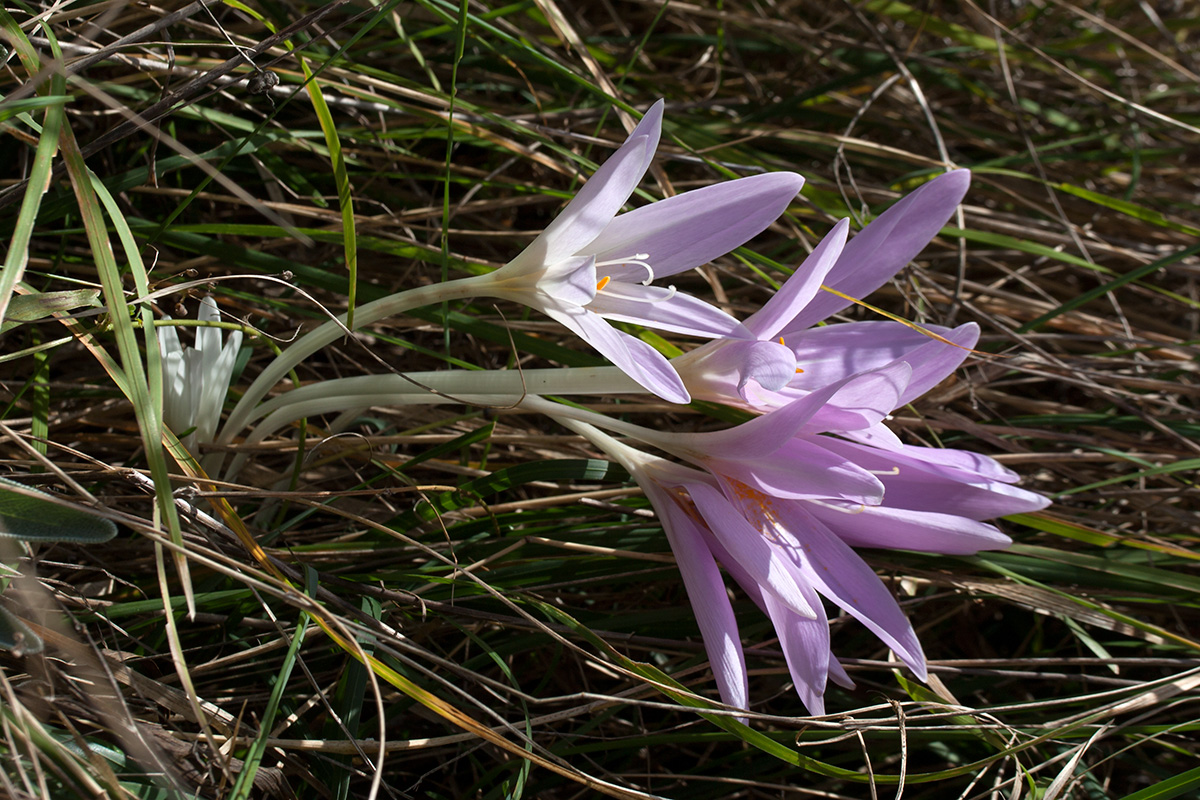 Изображение особи Colchicum autumnale.