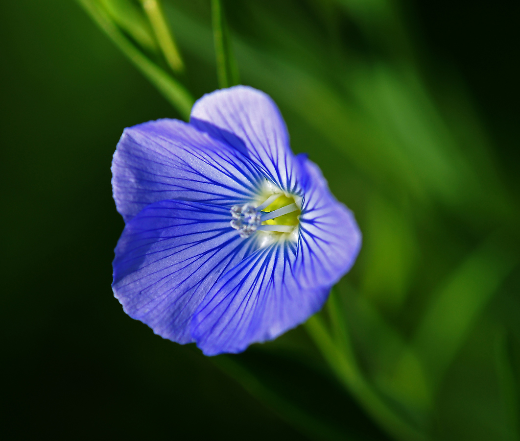 Image of Linum usitatissimum specimen.