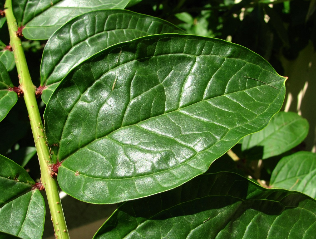 Image of Coriaria sinica specimen.