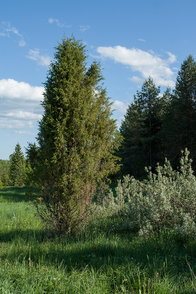 Изображение особи Juniperus communis.