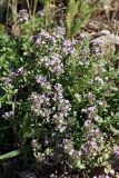 Thymus karatavicus