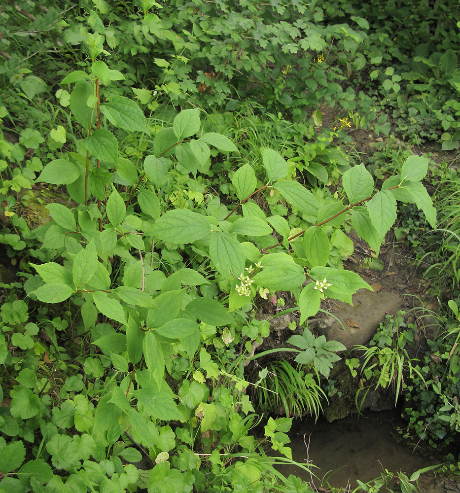 Изображение особи Philadelphus caucasicus.