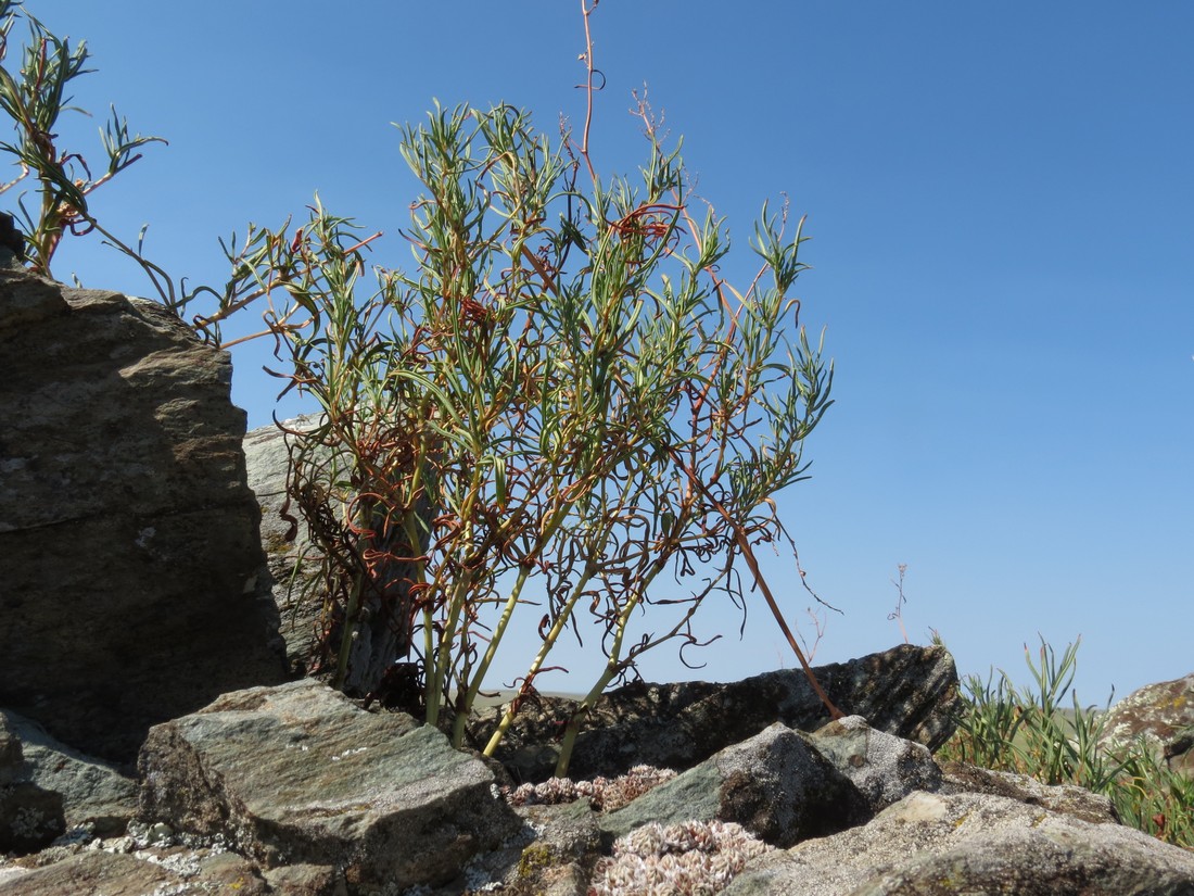 Image of Aconogonon angustifolium specimen.