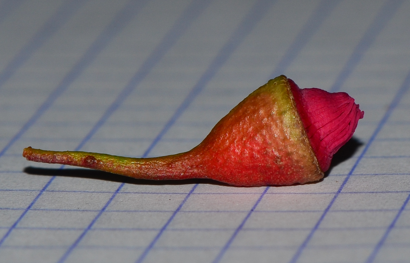 Image of Eucalyptus leucoxylon specimen.