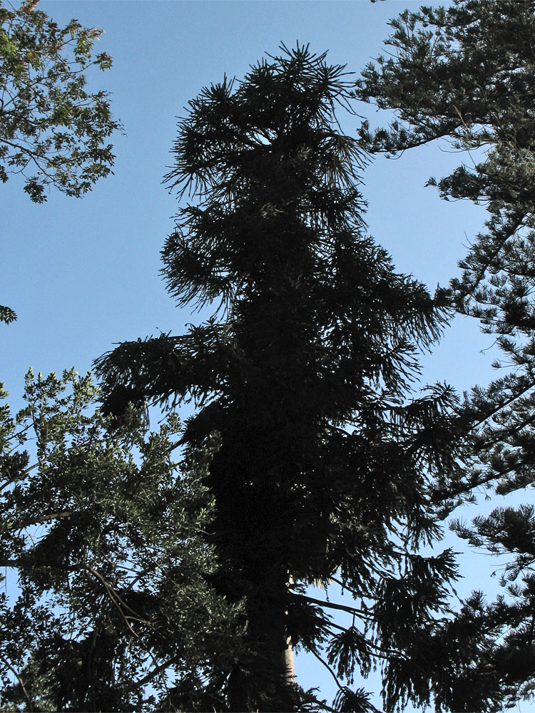 Image of Araucaria bidwillii specimen.