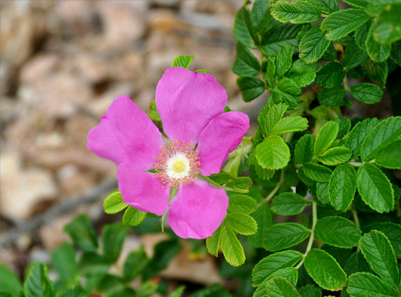 Image of Rosa rugosa specimen.