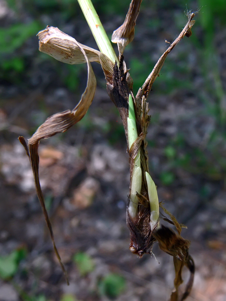 Image of Phleum pratense specimen.