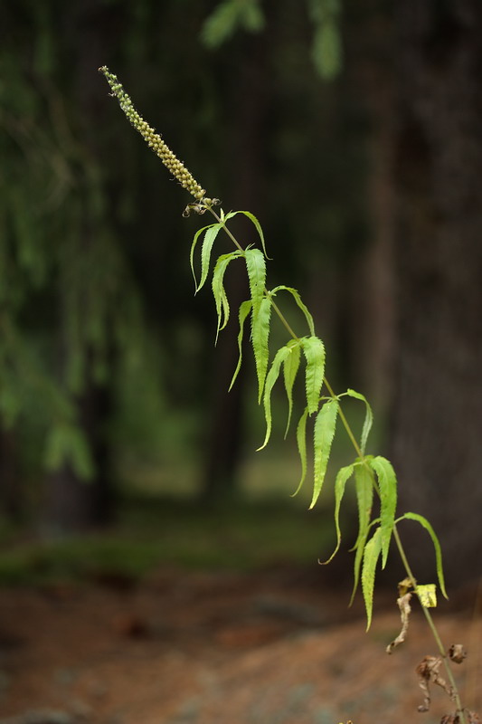 Image of Veronica longifolia specimen.