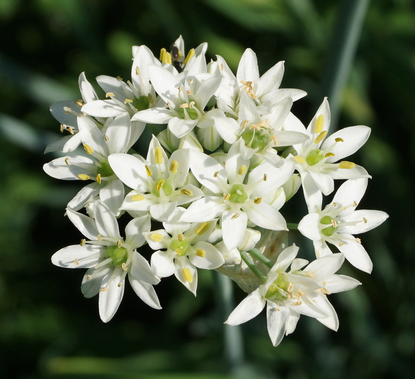 Изображение особи Allium ramosum.