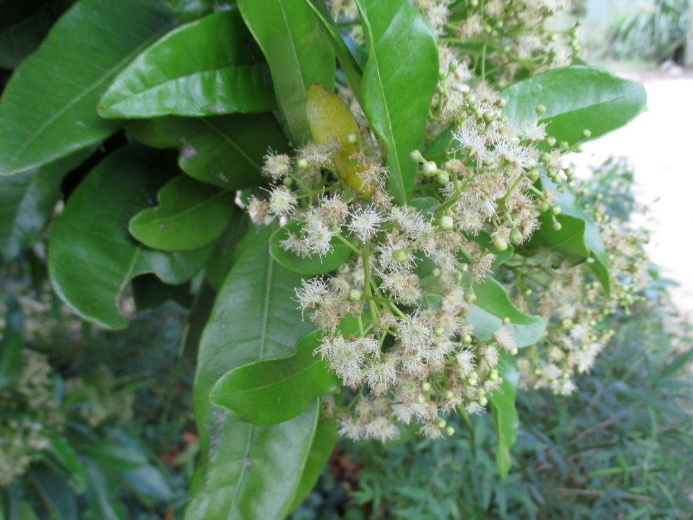 Image of Pimenta dioica specimen.