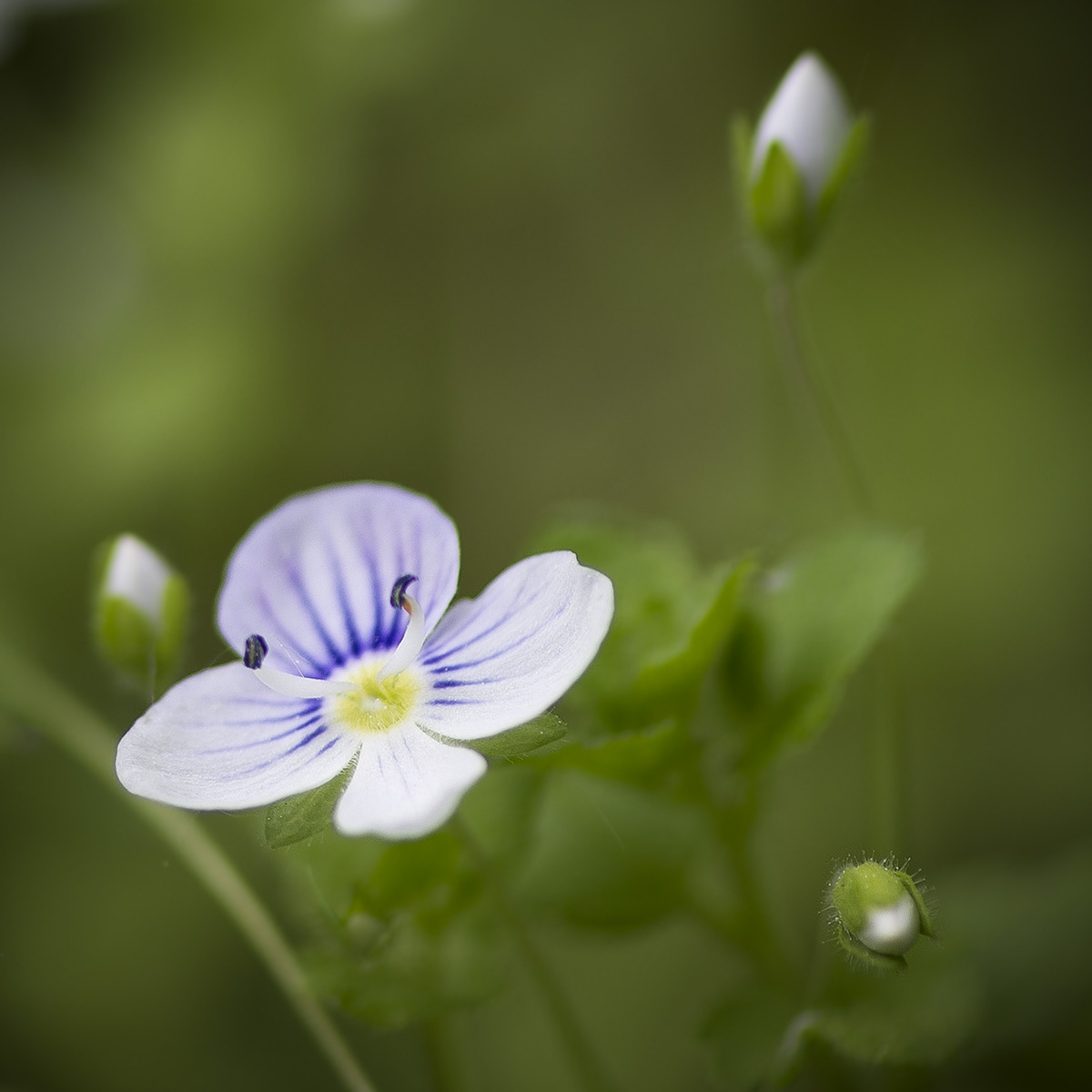 Изображение особи Veronica filiformis.