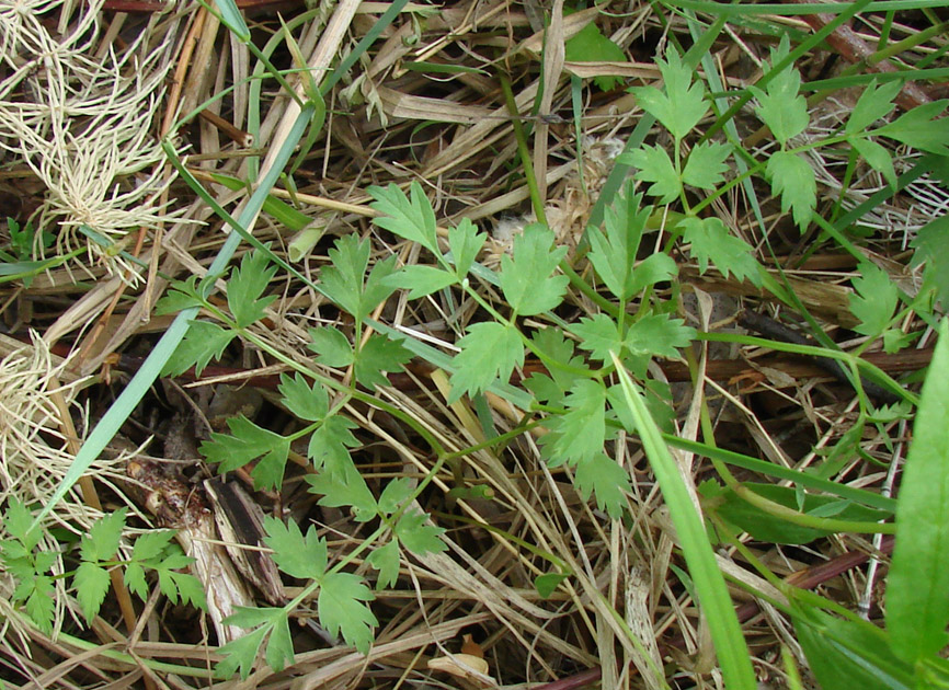 Image of Aegopodium alpestre specimen.