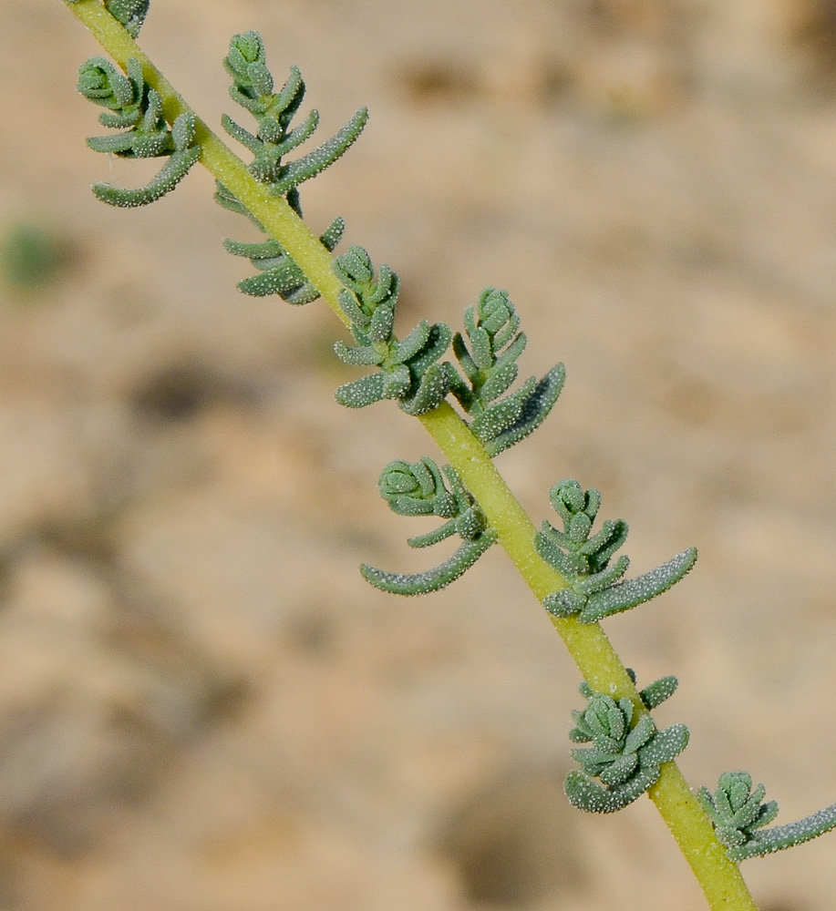 Image of Reaumuria hirtella specimen.